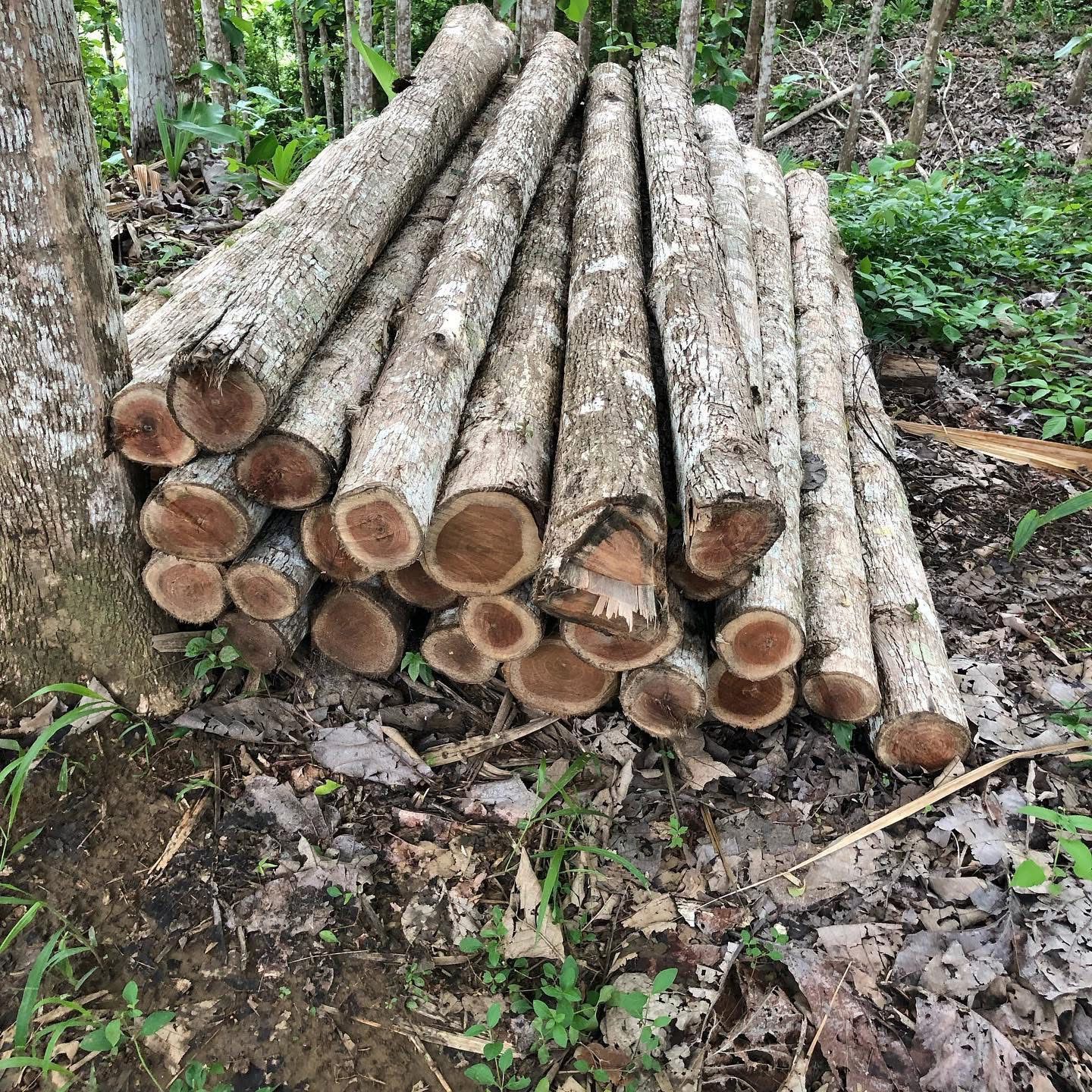 Madera Teca